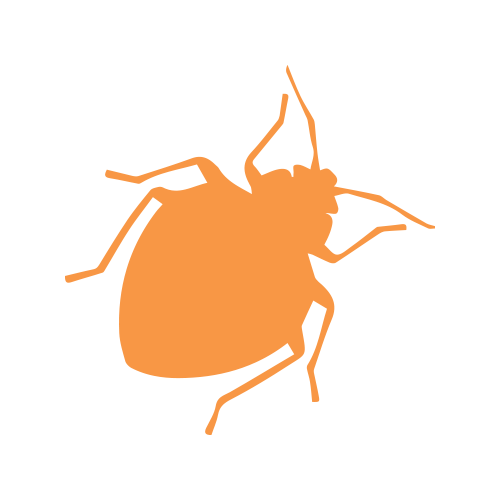 Stink Bug
