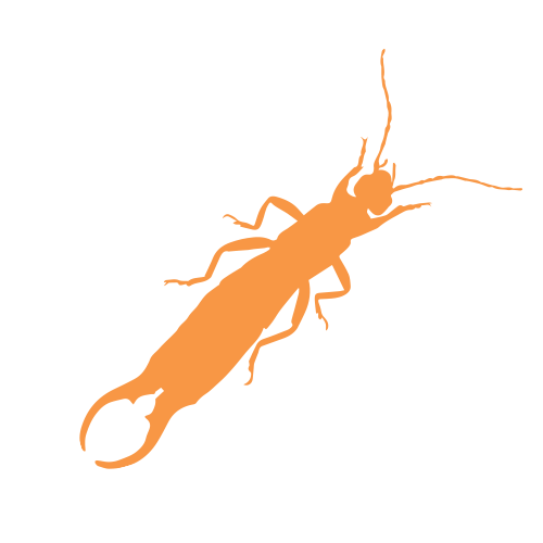 Earwig