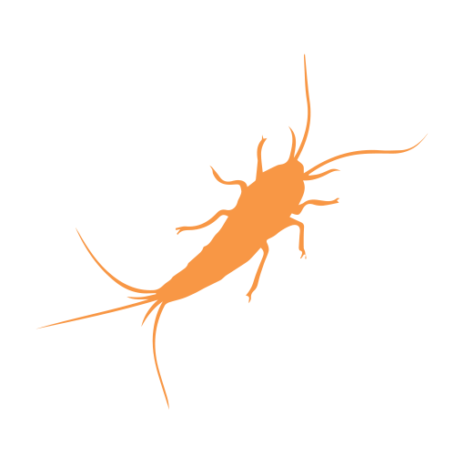 Silverfish